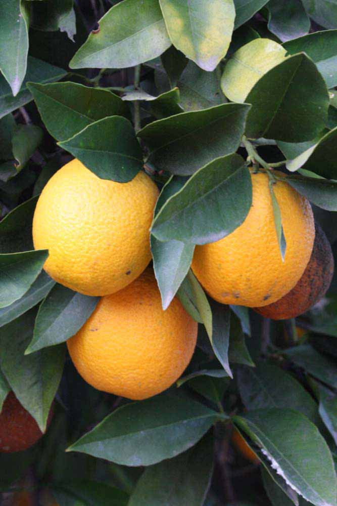              Fruit (Riverside, CA)       